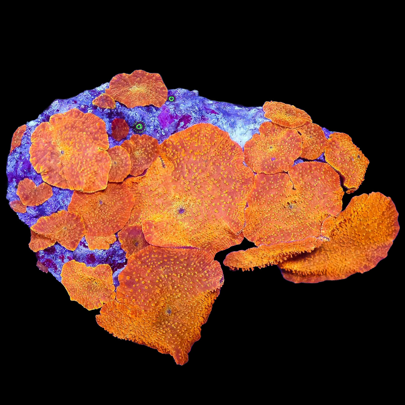 Ultra Orange Mushrooms