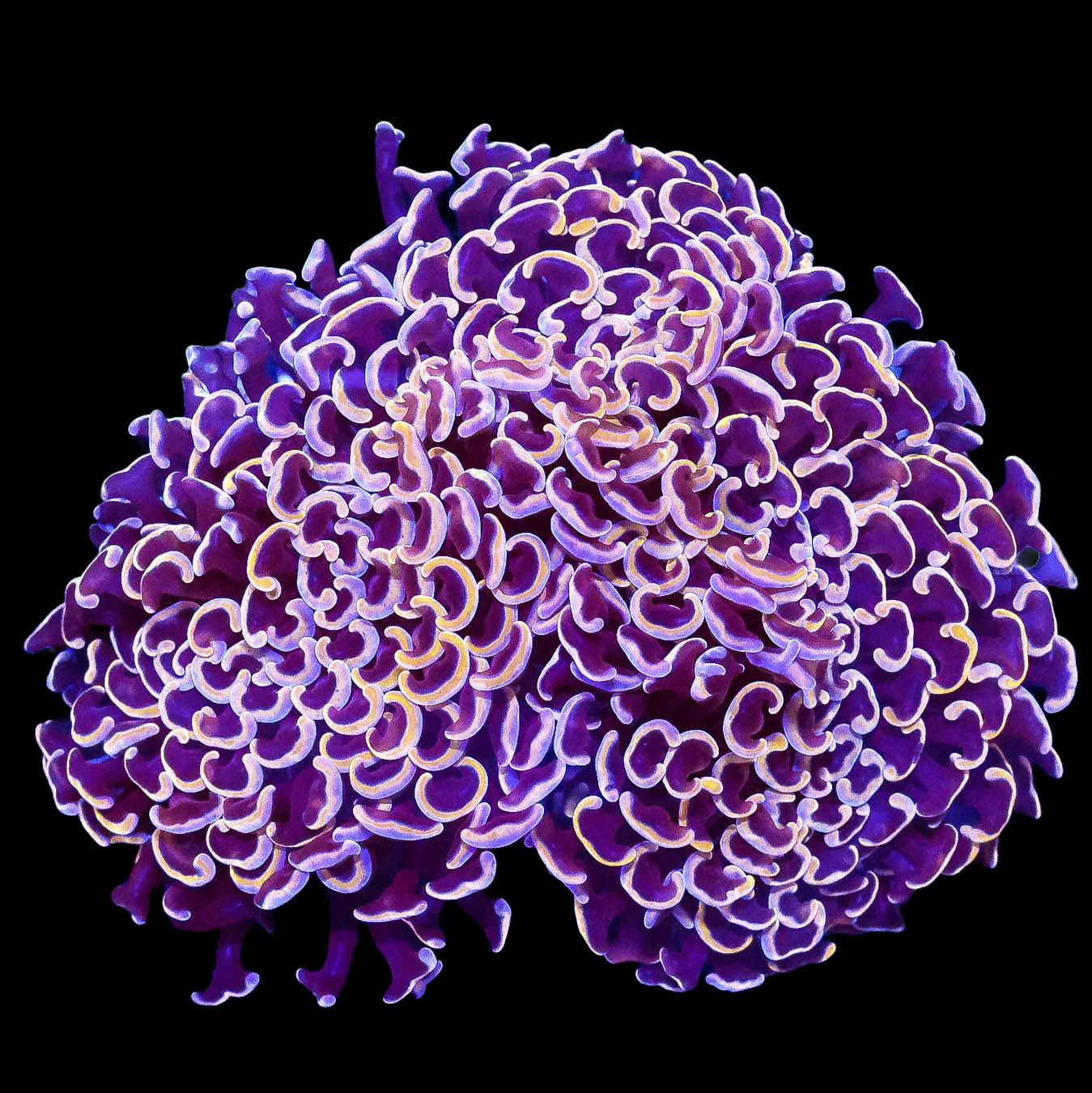 Orange Gold Hammer Coral Colony