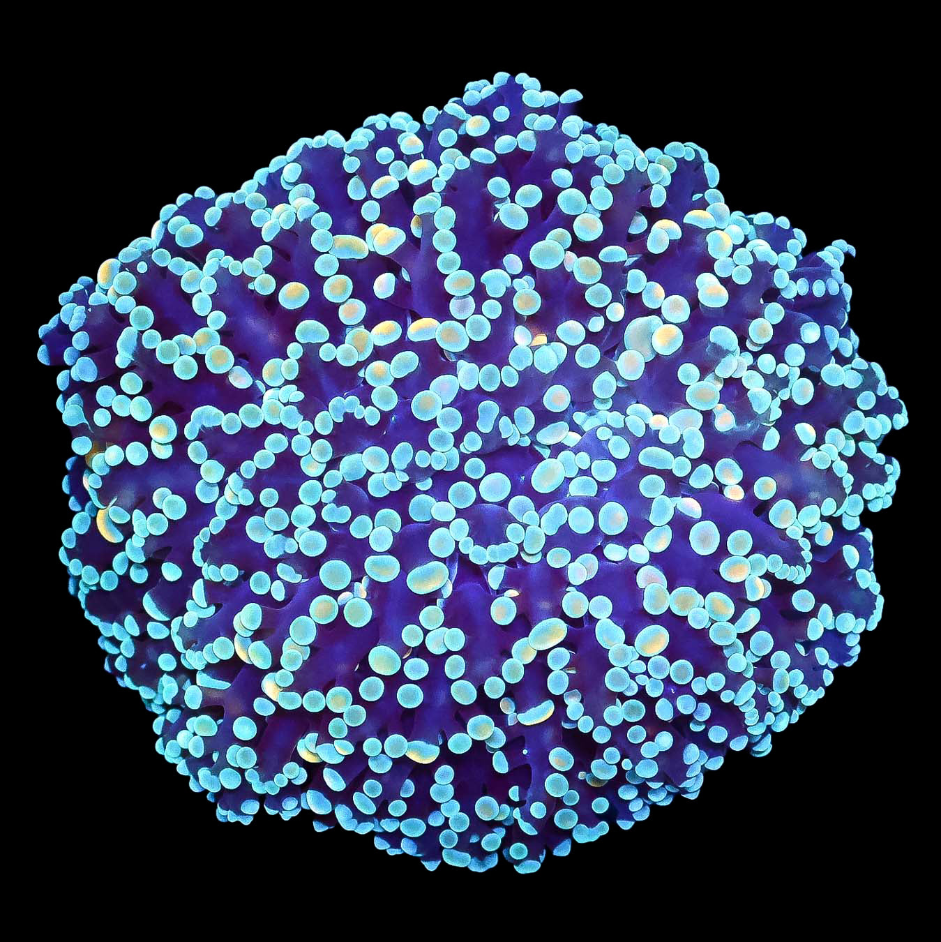 Ultra West Aussie Kingspawn Coral