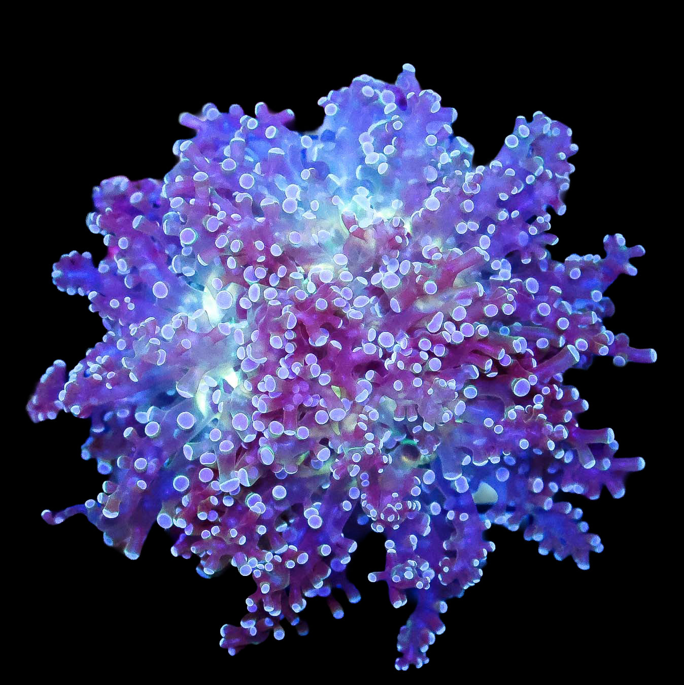 Neon Frogspawn Coral