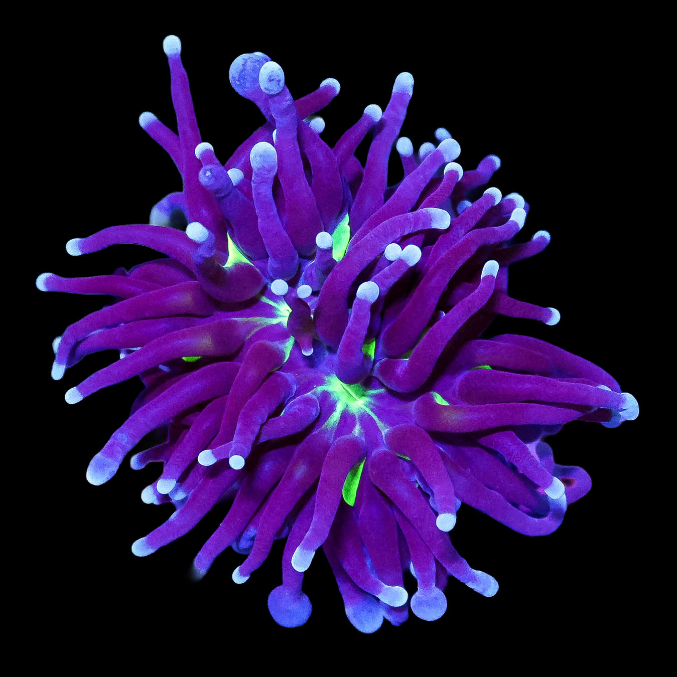 Crazy Joker Torch Coral