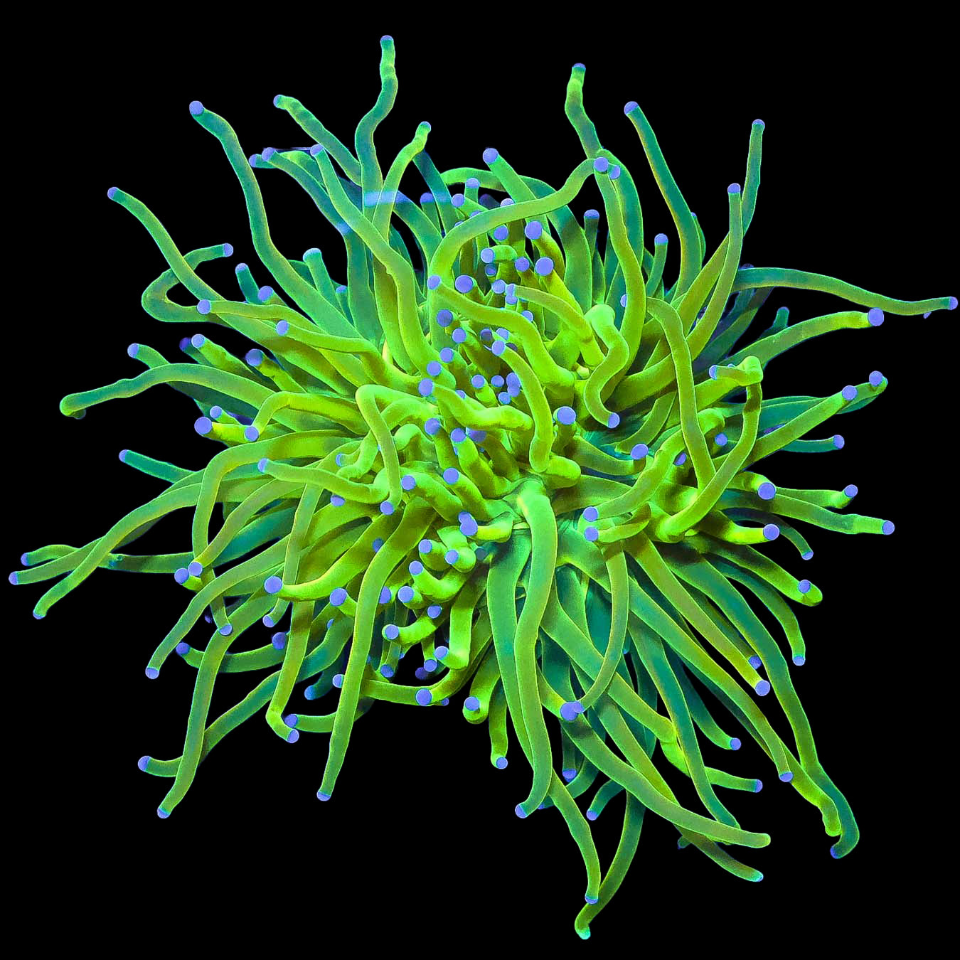 Jolly Rancher Torch Coral