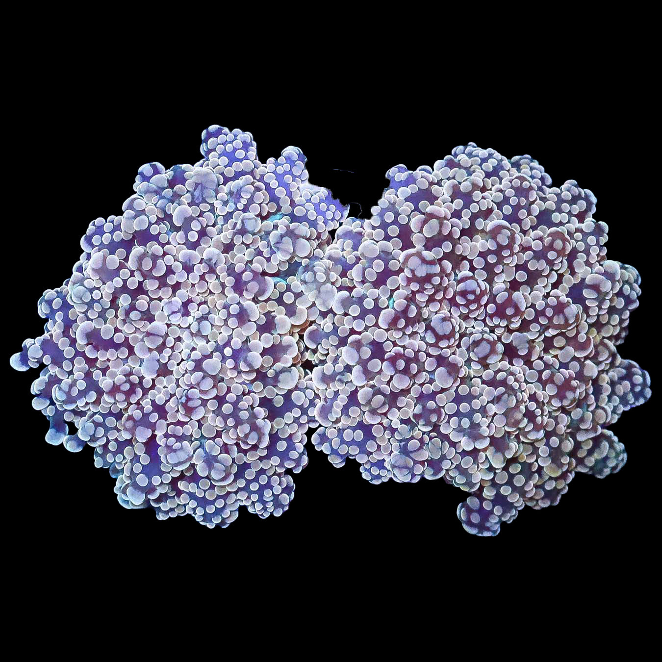 Golden Frogspawn Coral