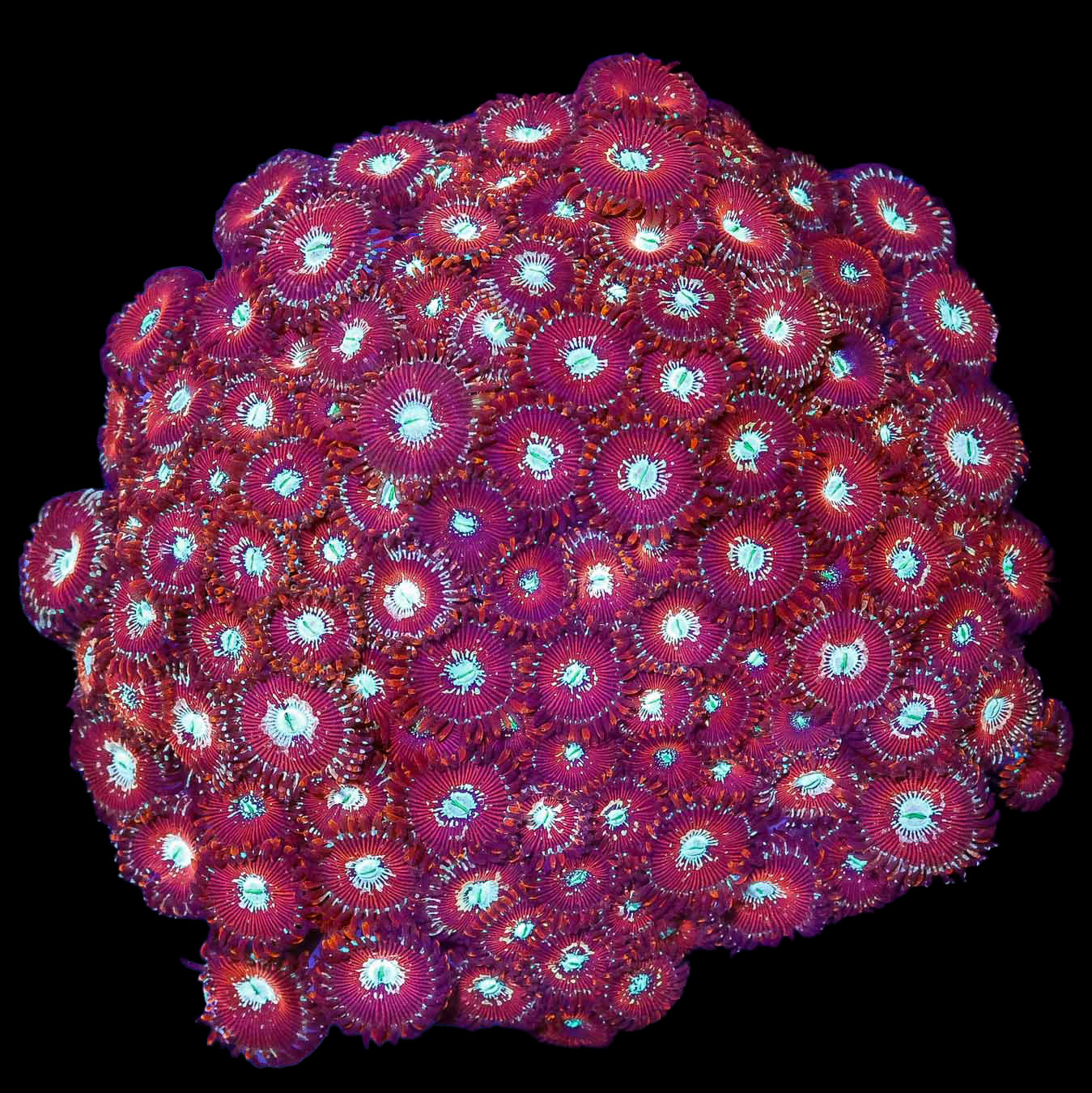 Magician Paly Colony