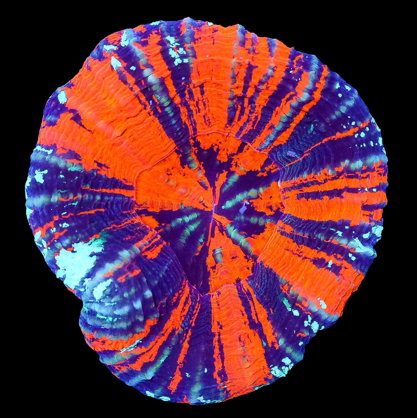 Hot Warpaint Scolymia Coral