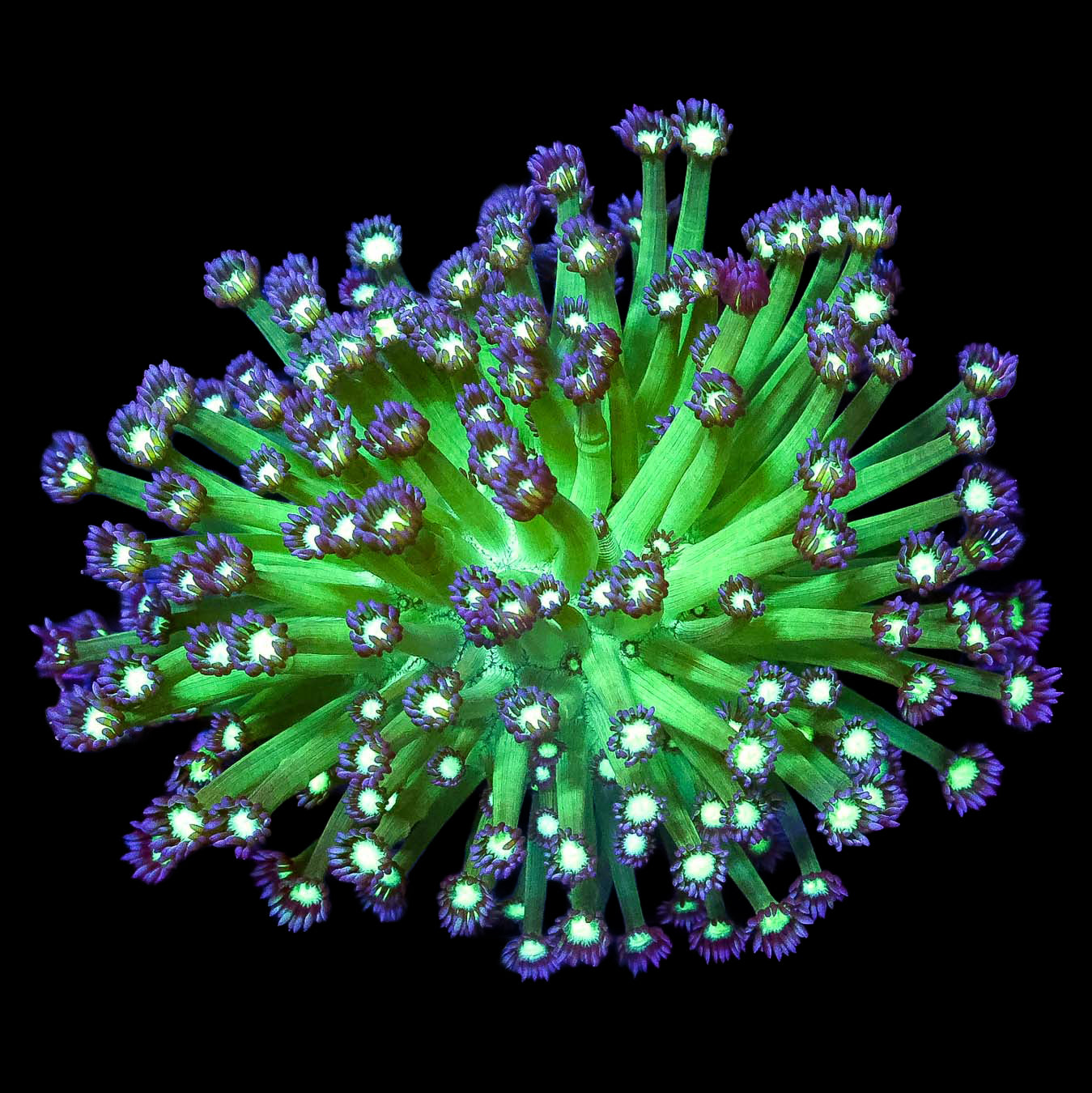 Joker Goniopora Coral Colony