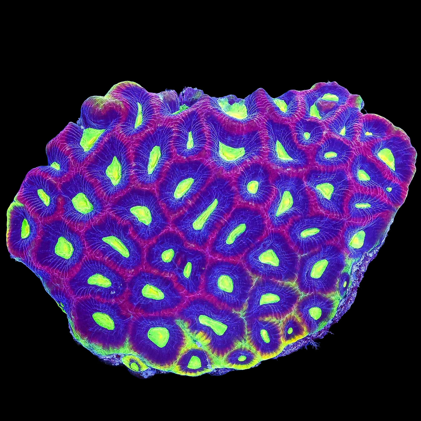 Dragon Sould Prism Goniastrea Coral Colony