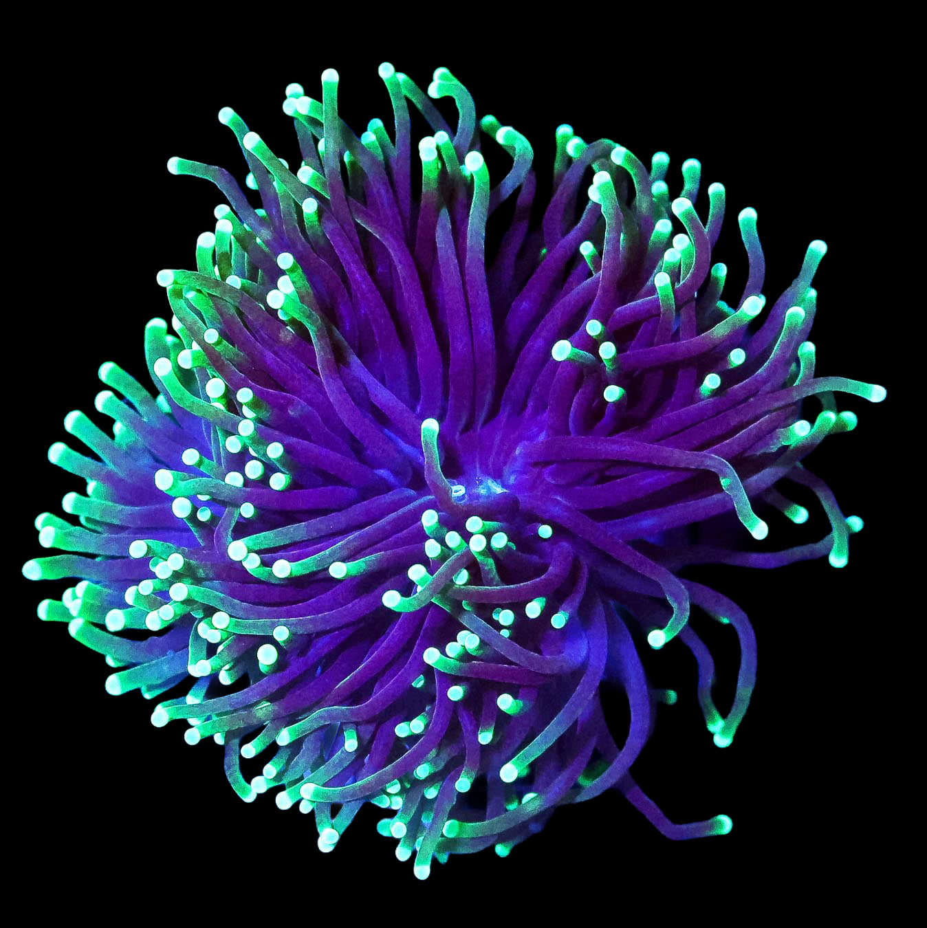 Neon Tipped Torch Coral