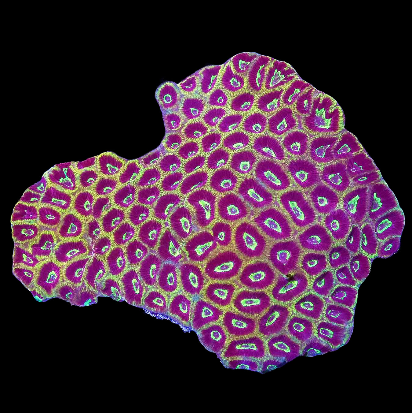 Ultra Aussie Favia Coral Colony