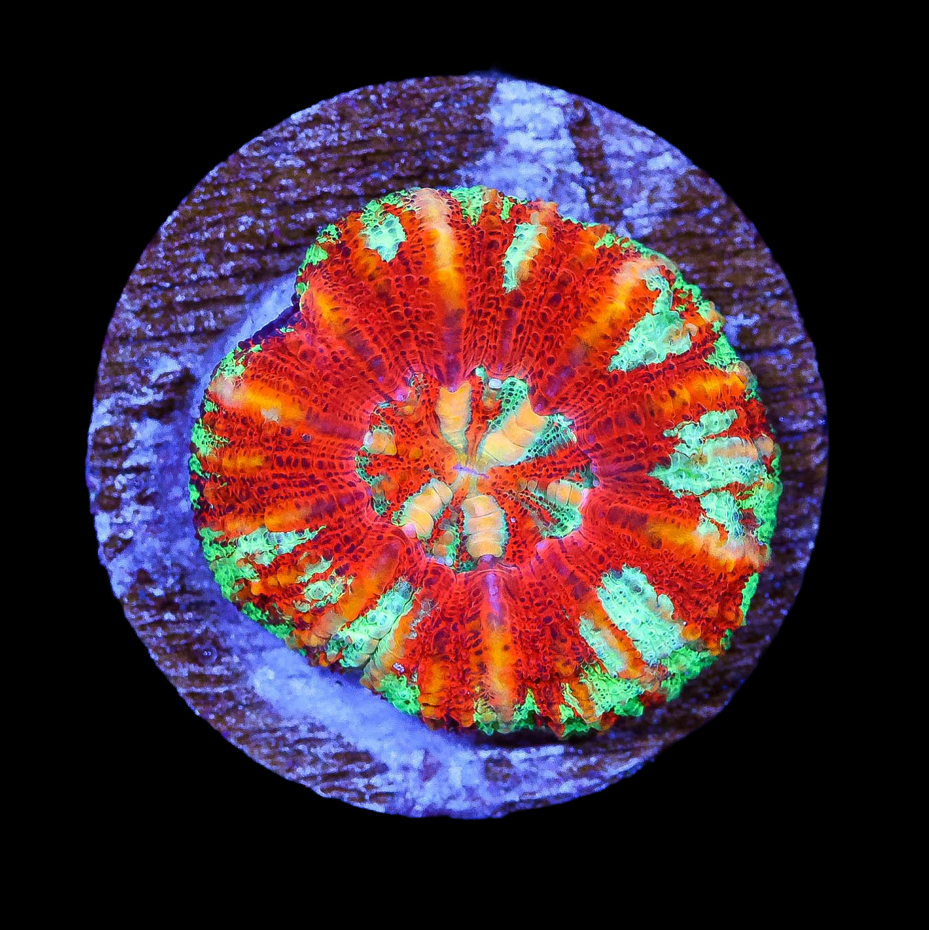Ultra Button Scolymia Coral