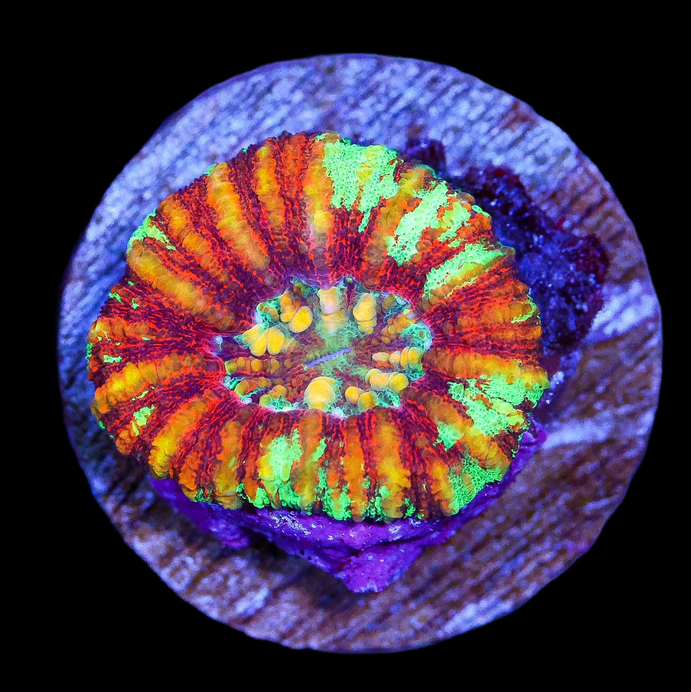 Ultra Button Scolymia Coral