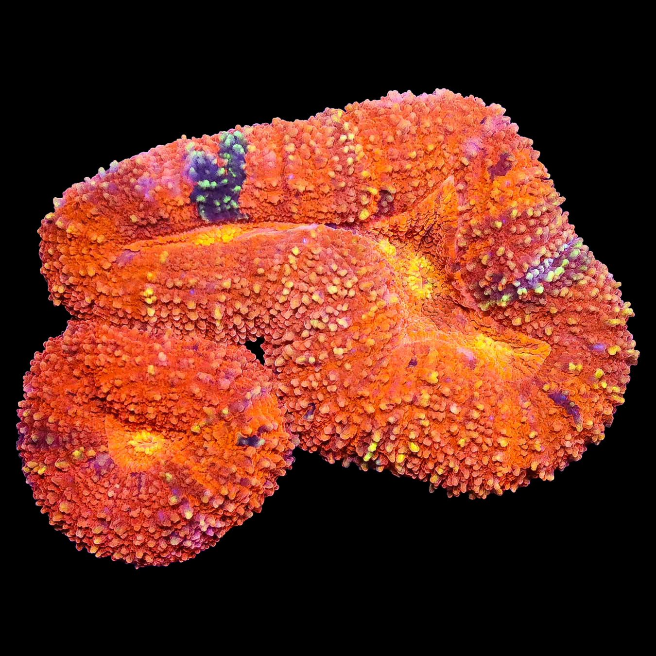 Sunset Lobophyllia Coral