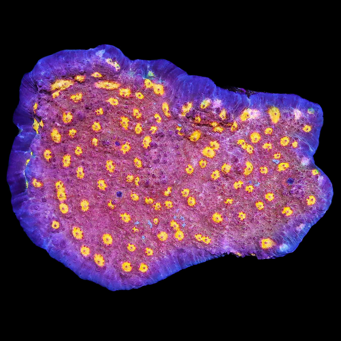 Goldeneye Echinophyllia Coral Colony