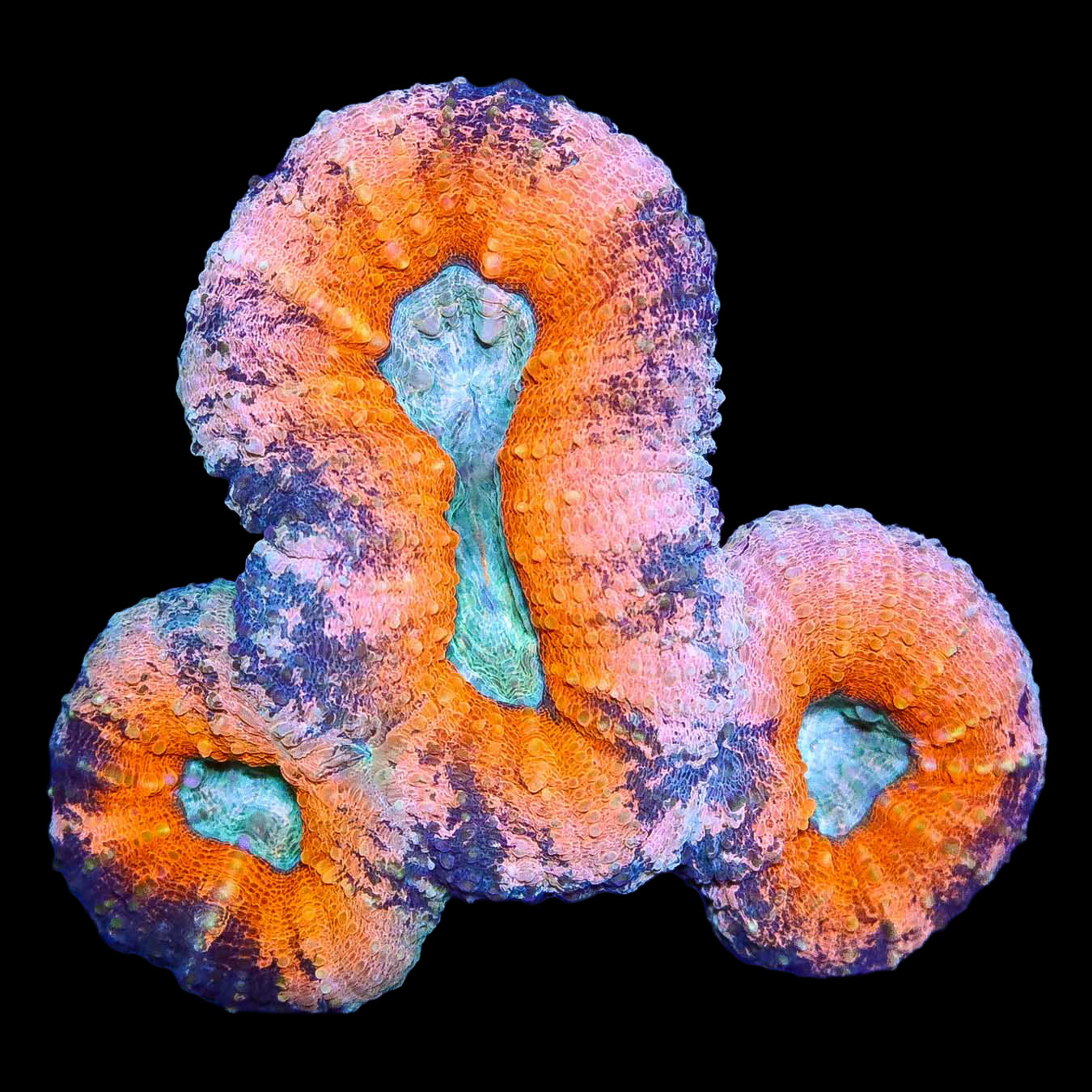 Ultra Molten Lobophyllia Coral Colony