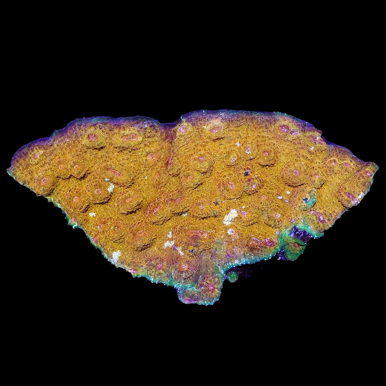 Ultra Aussie Echinophyllia Coral Colony