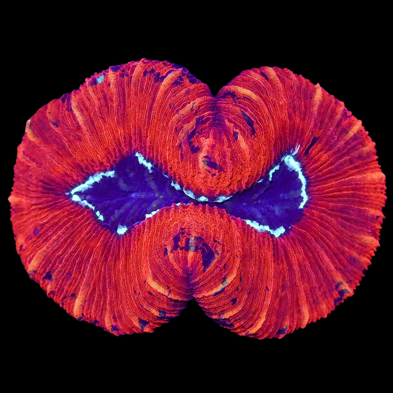 Red Hot Trachyphyllia Coral