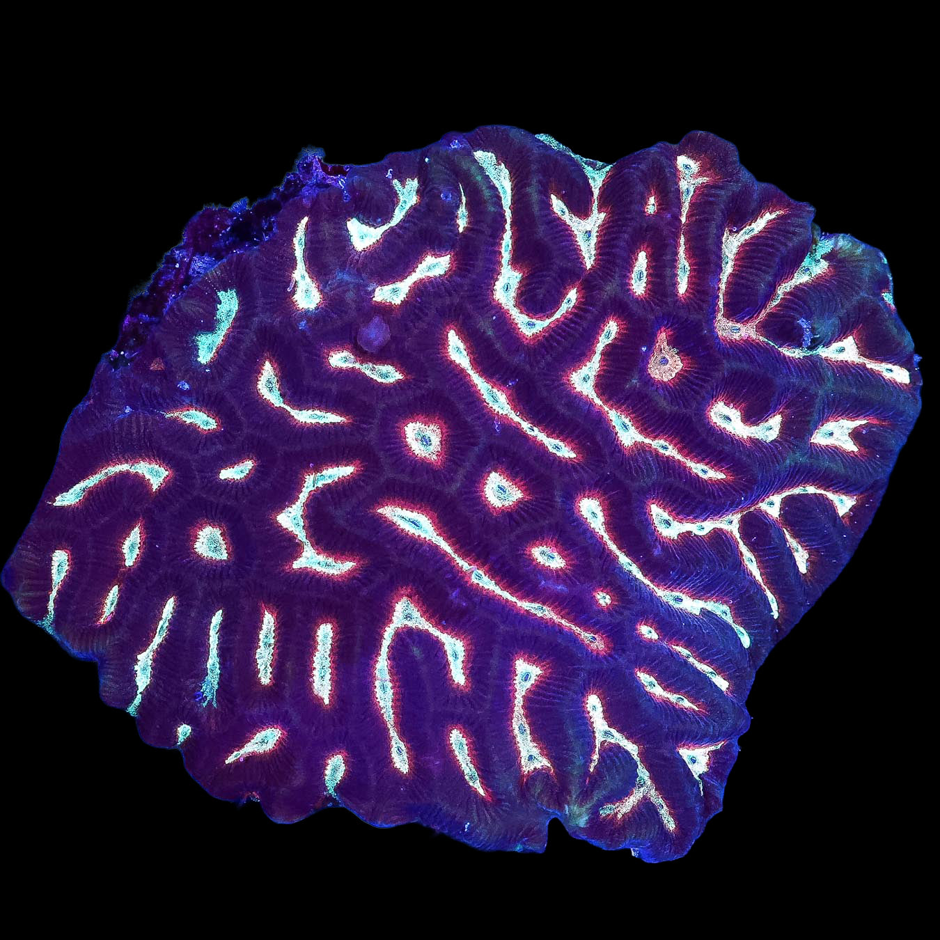 Ultra Aussie Platygyra Coral Colony