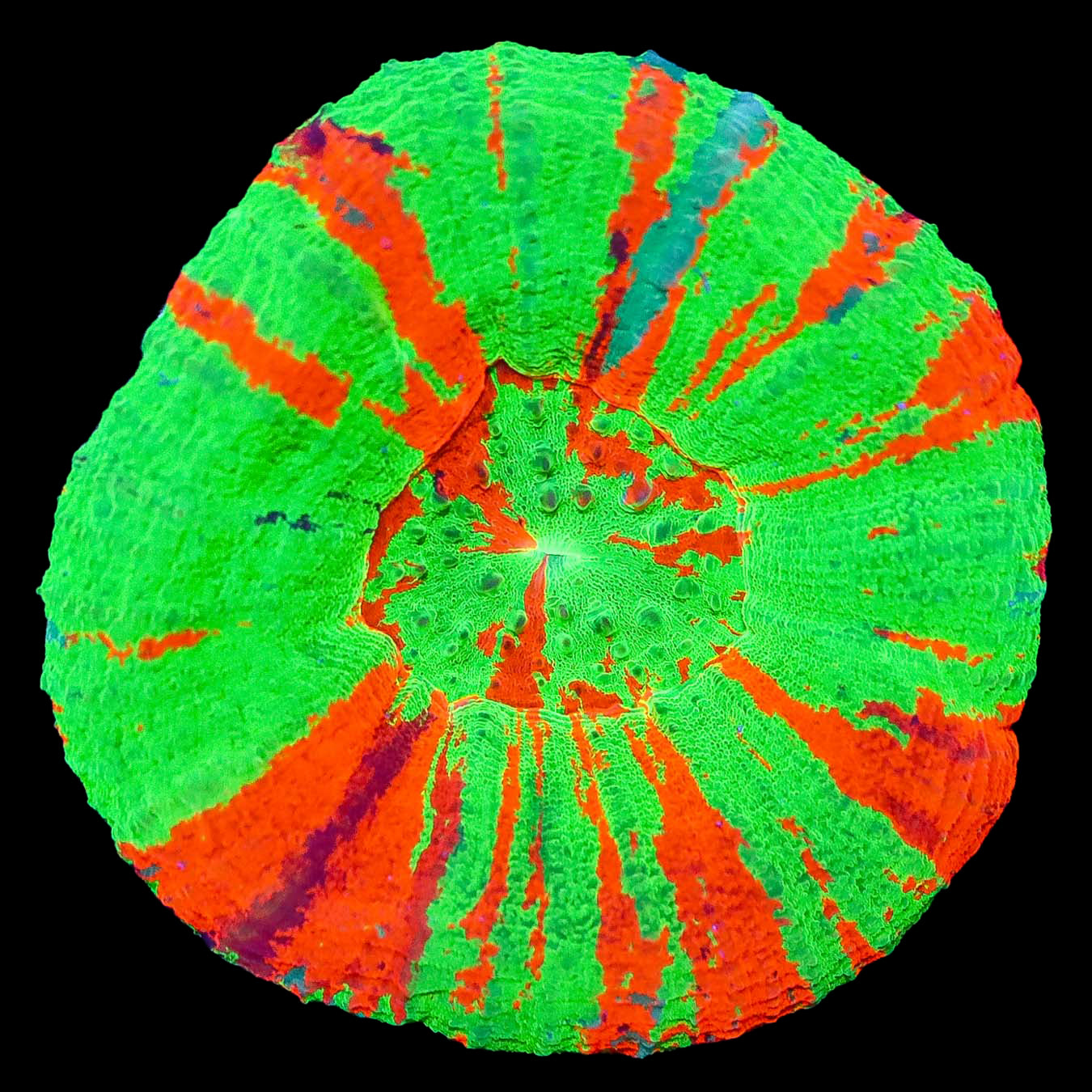 Ultra Bleeding Apple Scolymia Coral