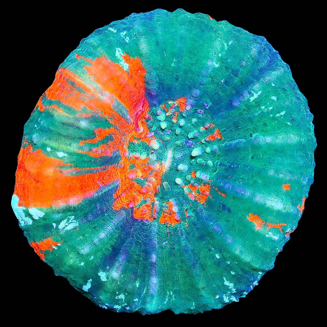 Red Streak Scolymia Coral