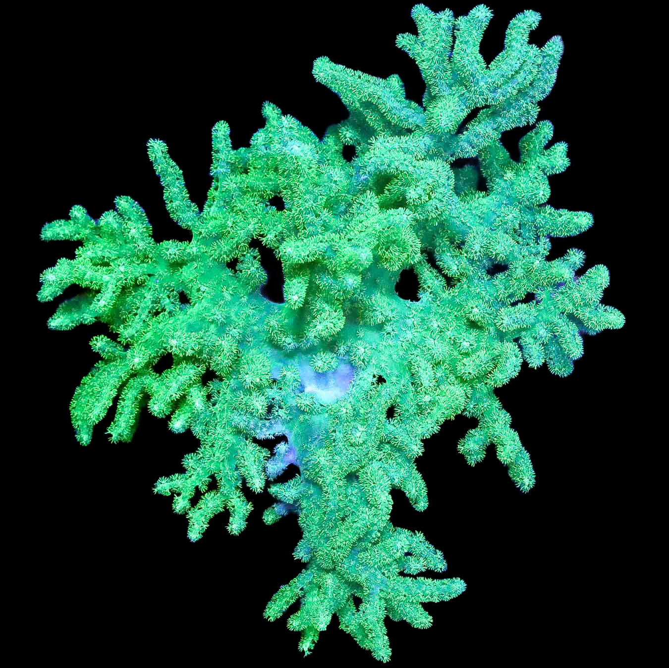 Neon Green Aussie Sinularia Coral Colony