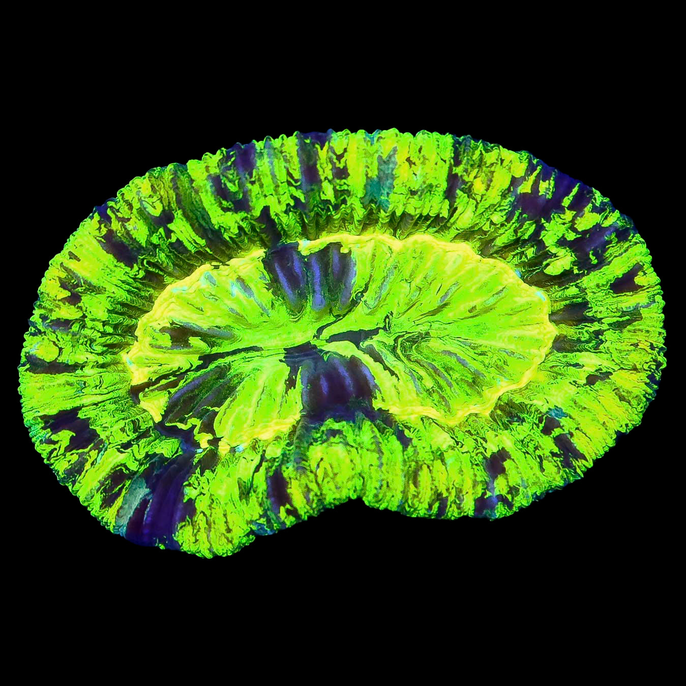 Toxic Trachyphyllia Coral