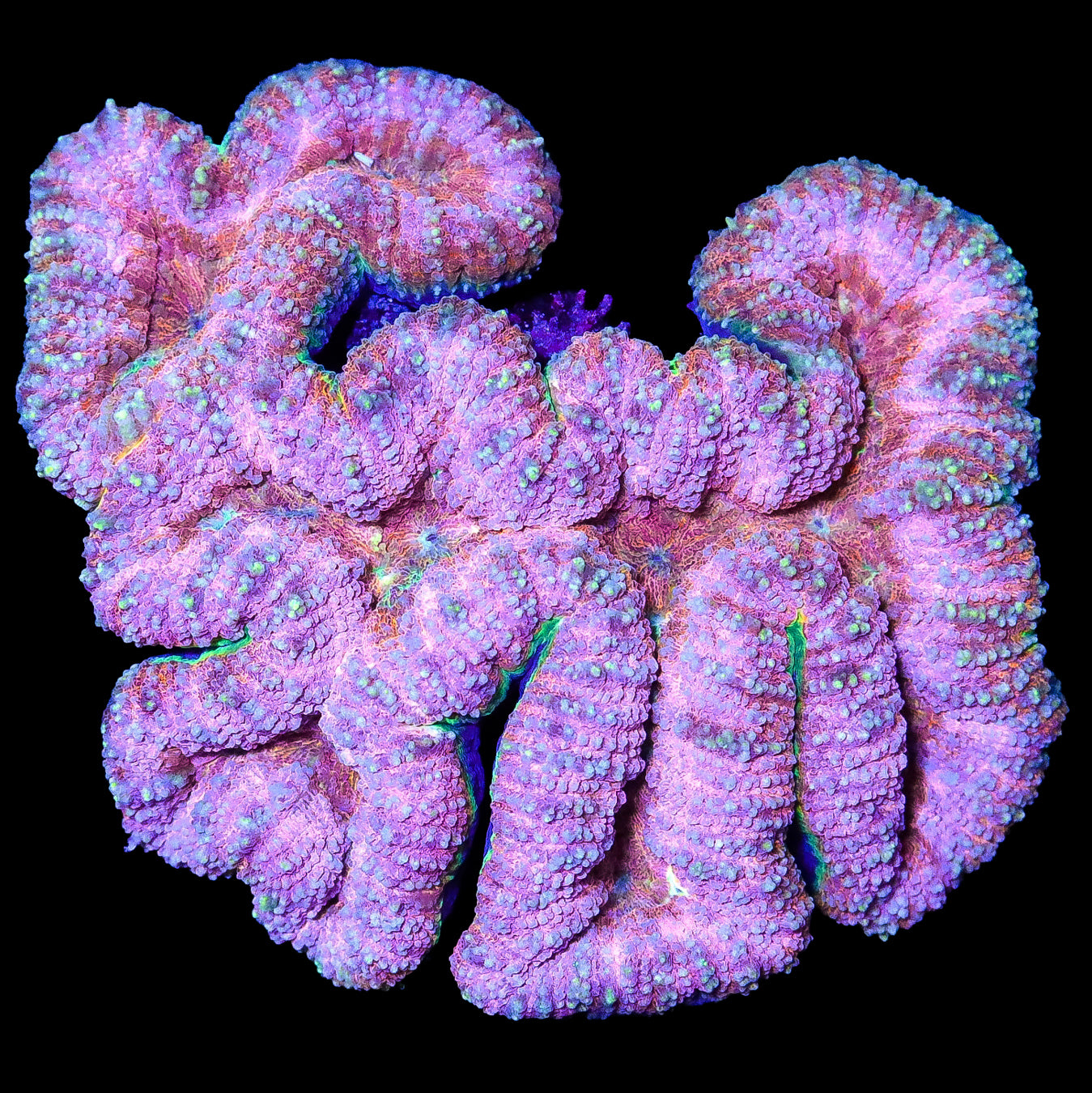 Hot Pink Lobophyllia Coral