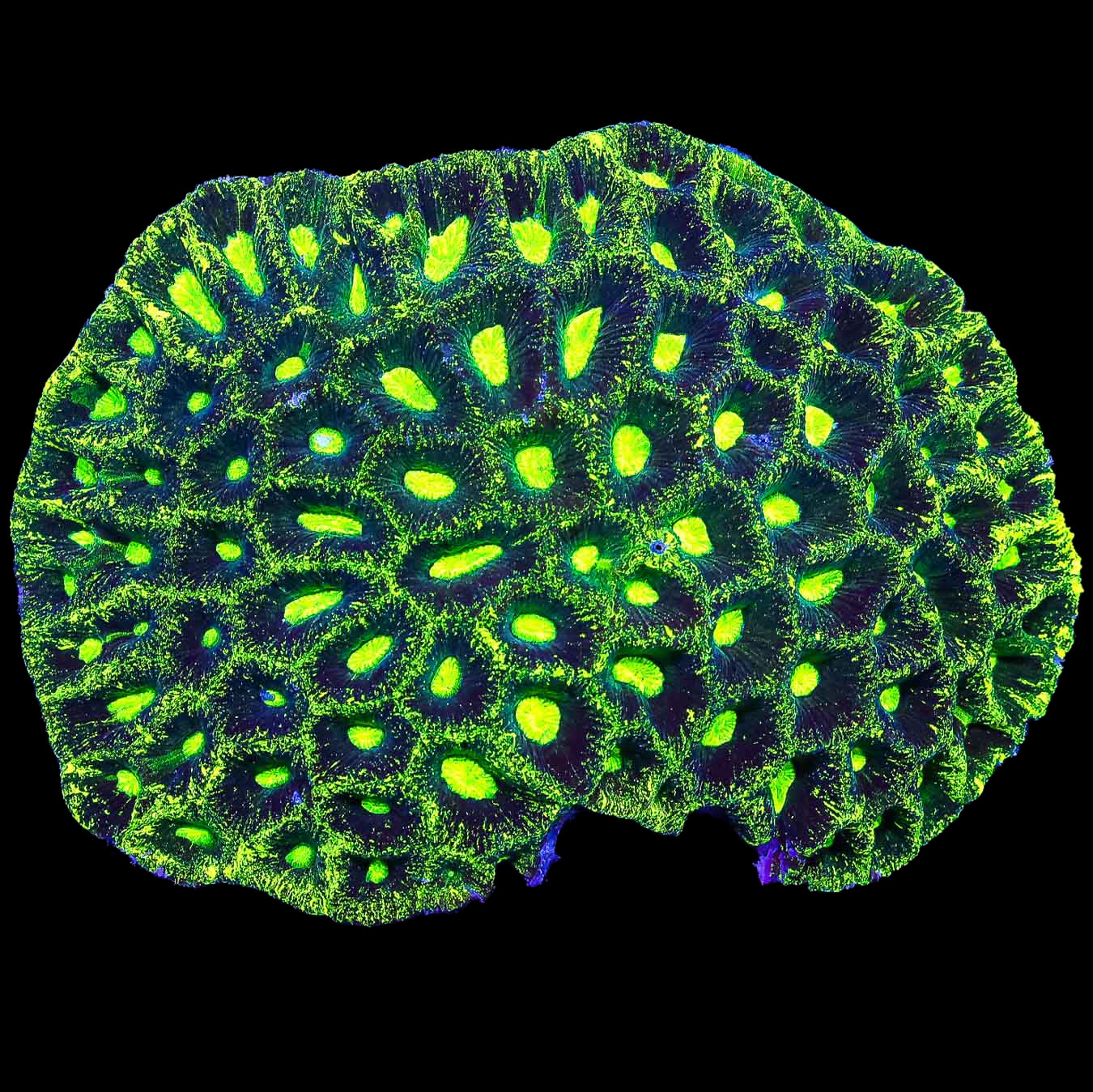 Toxic Splatter Goniostrea Coral Colony