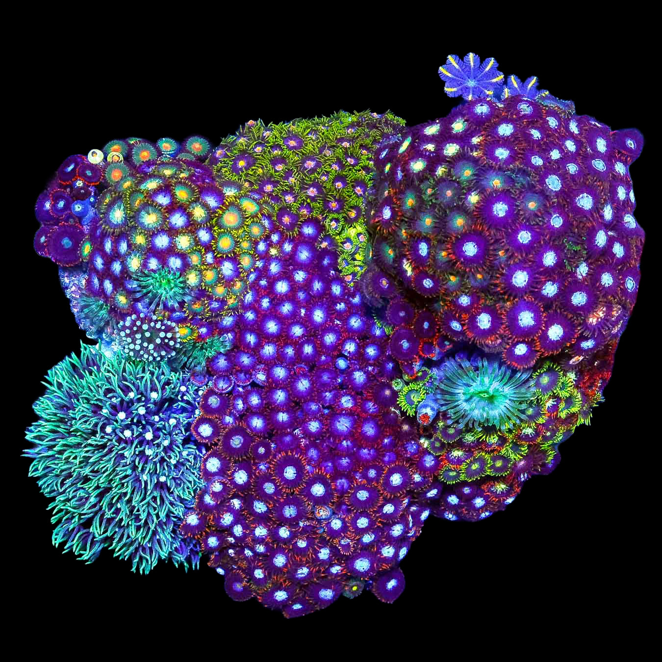 XL Rainbow Zoanthid Colony