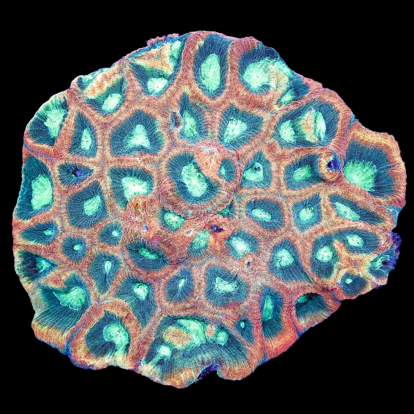 Alien Moon Prism Goniostrea Coral Colony