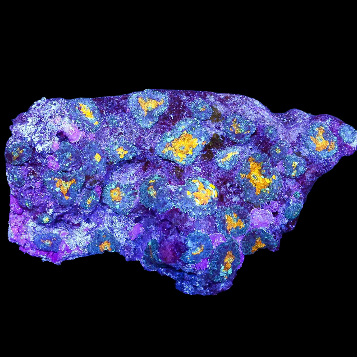 Gatorade Bullseye Mushroom Colony