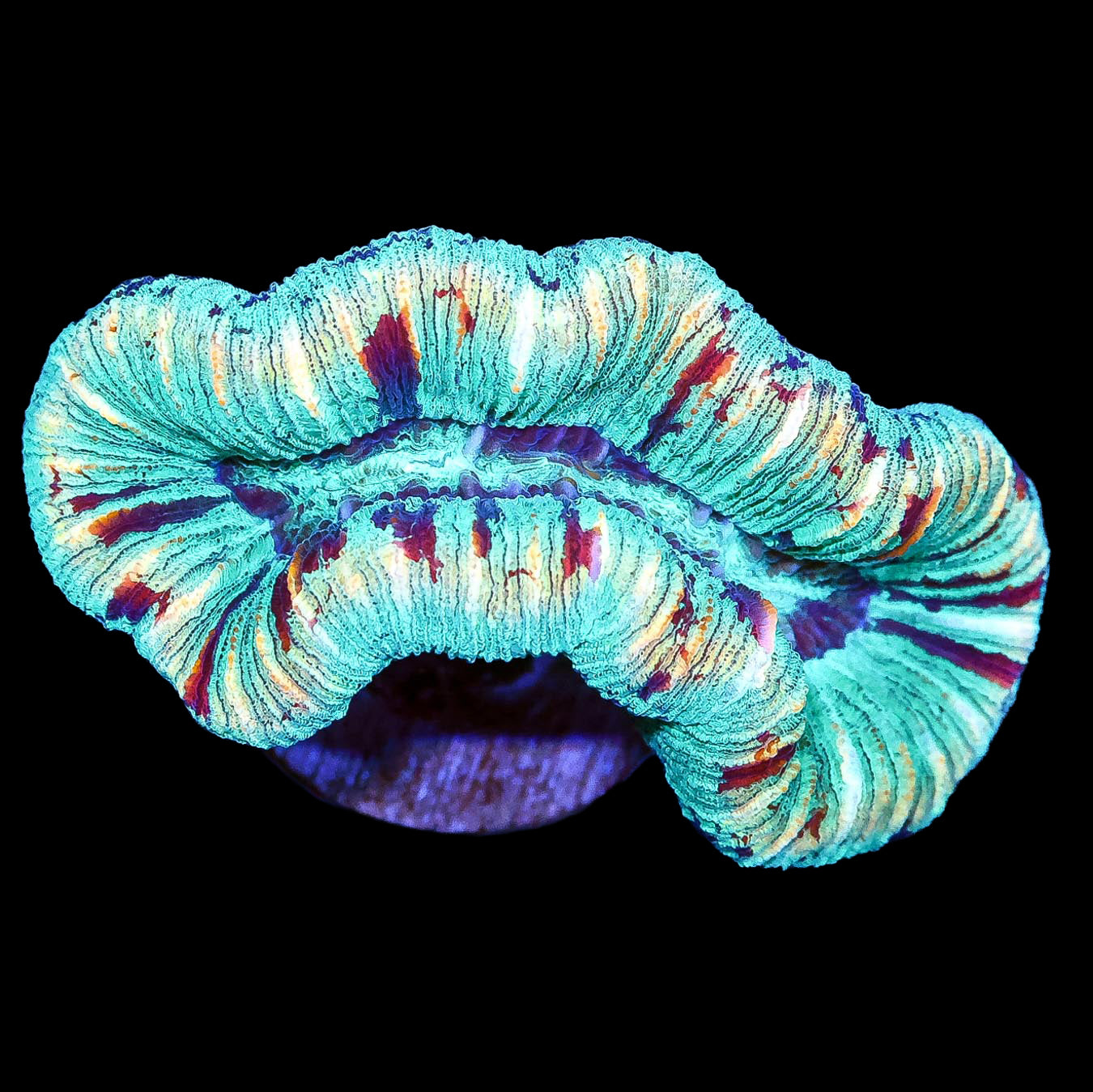 Ultra Aussie Trachyphyllia