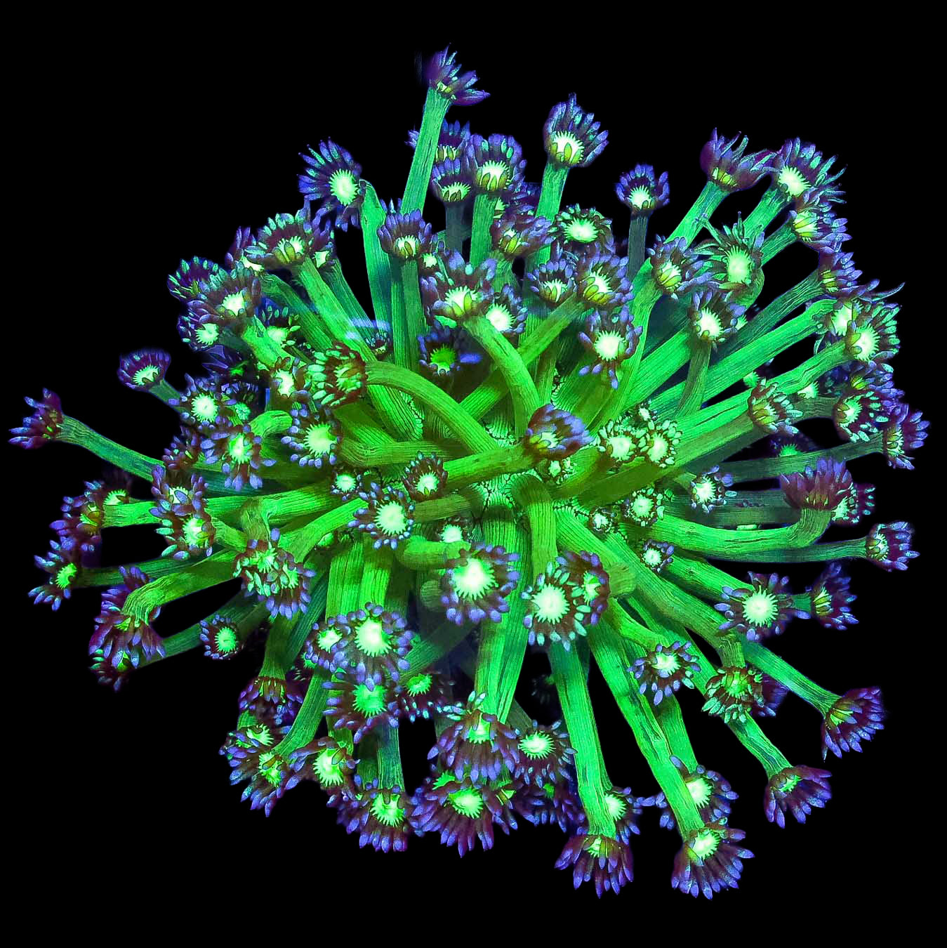 Joker Goniopora Coral Colony