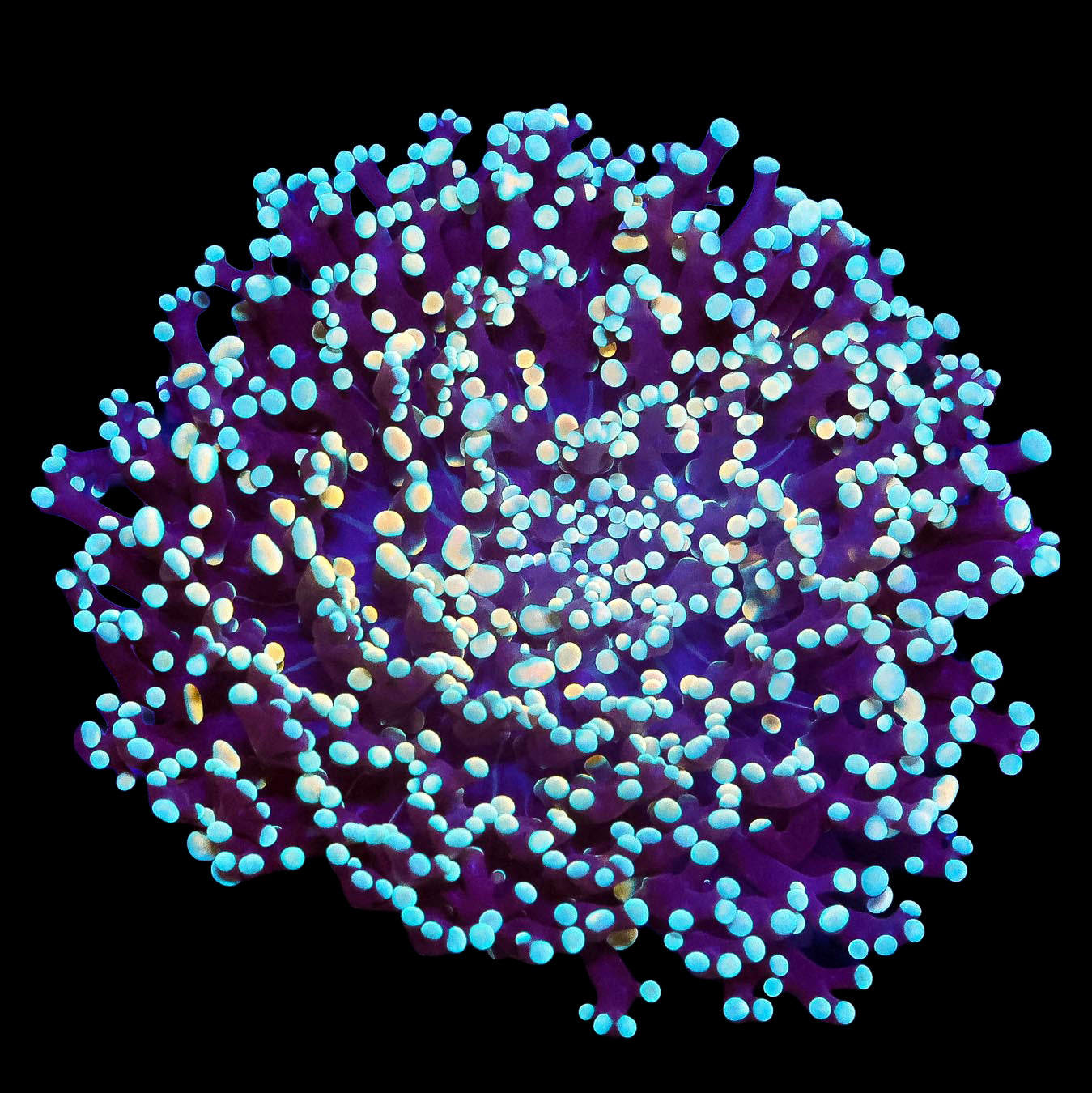 Ultra West Aussie Kingspawn Coral