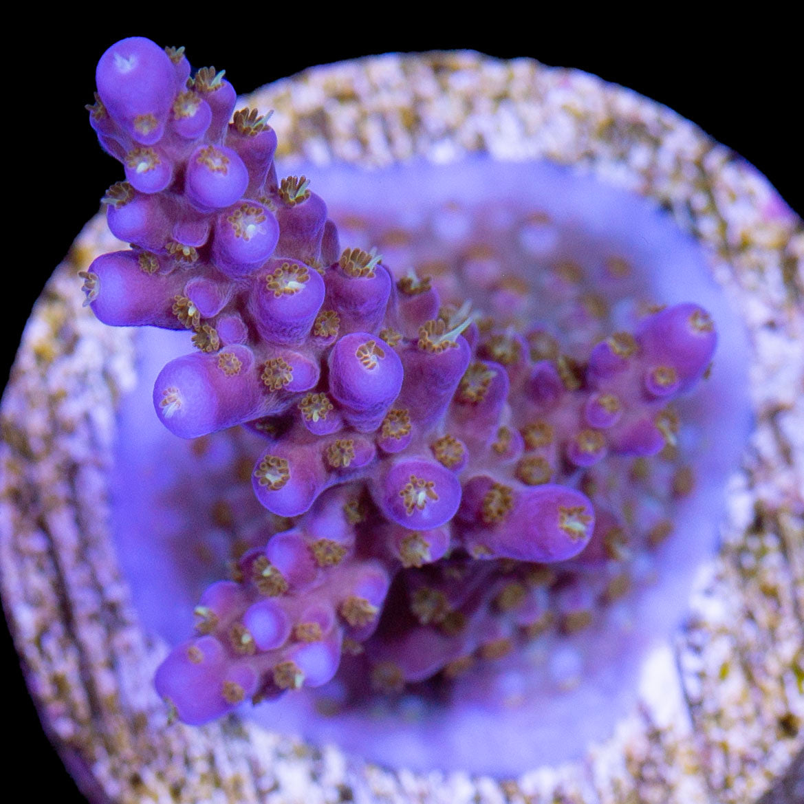 Merlin's Wizard Acropora Coral
