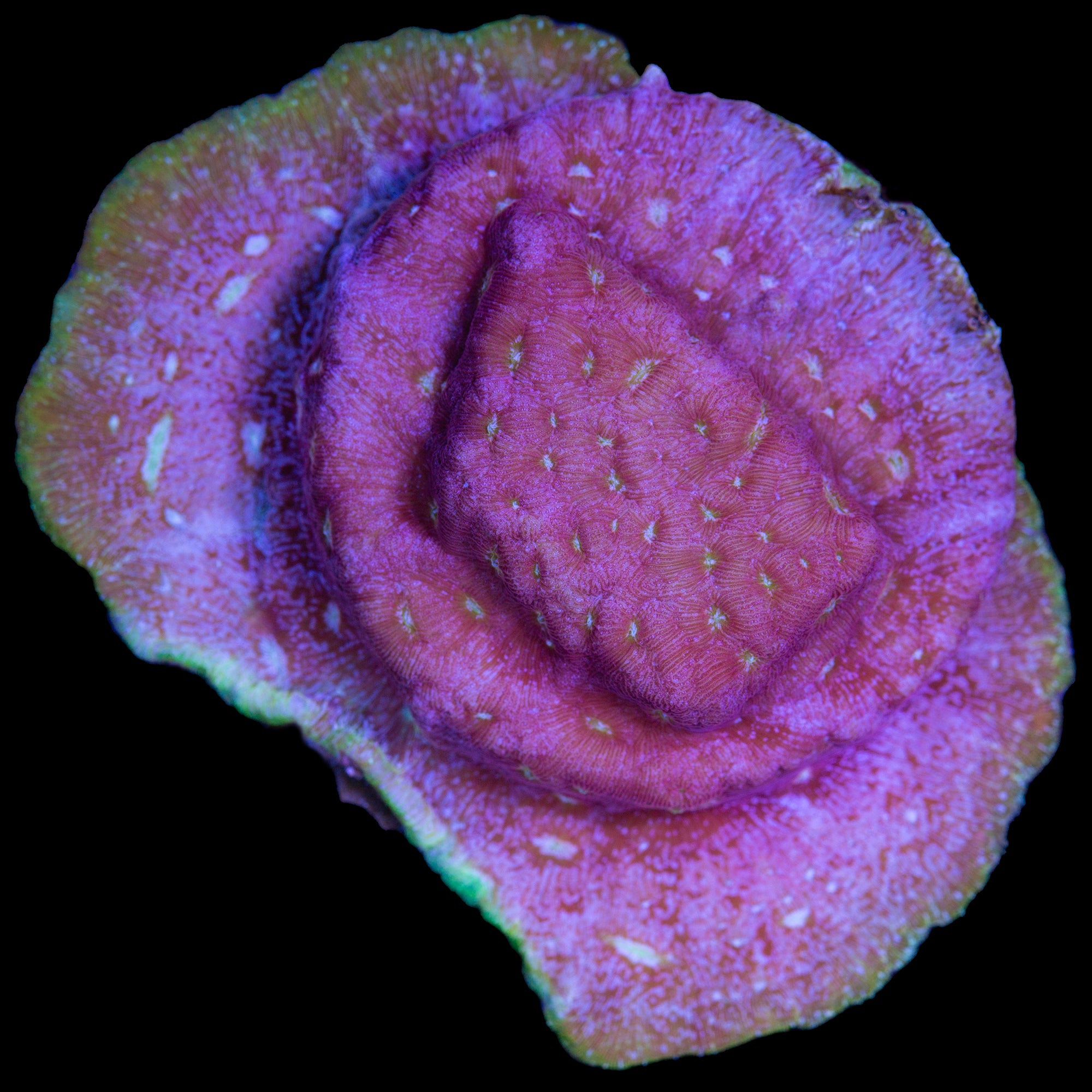 Klepto Leptoseris Coral