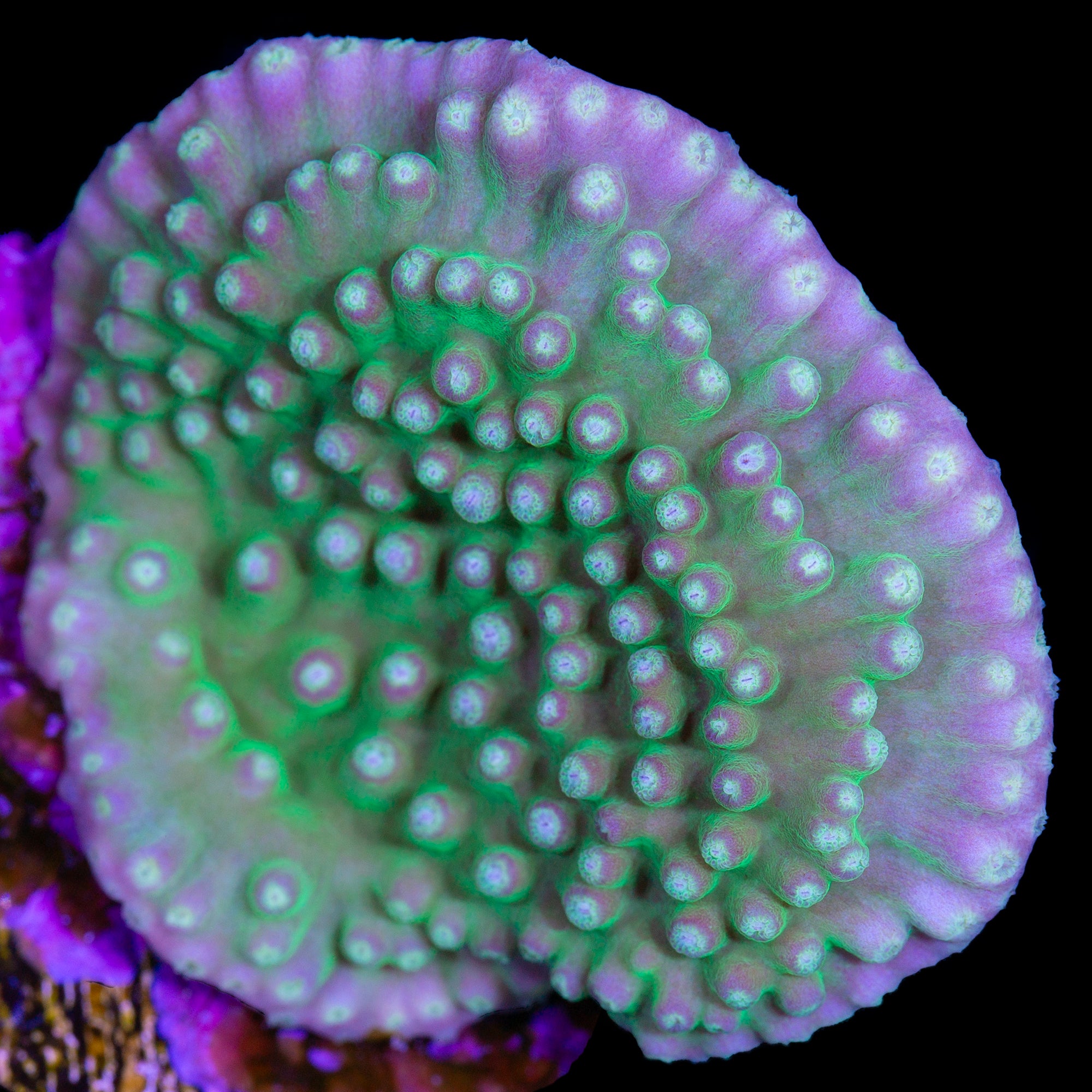 Scroll Coral