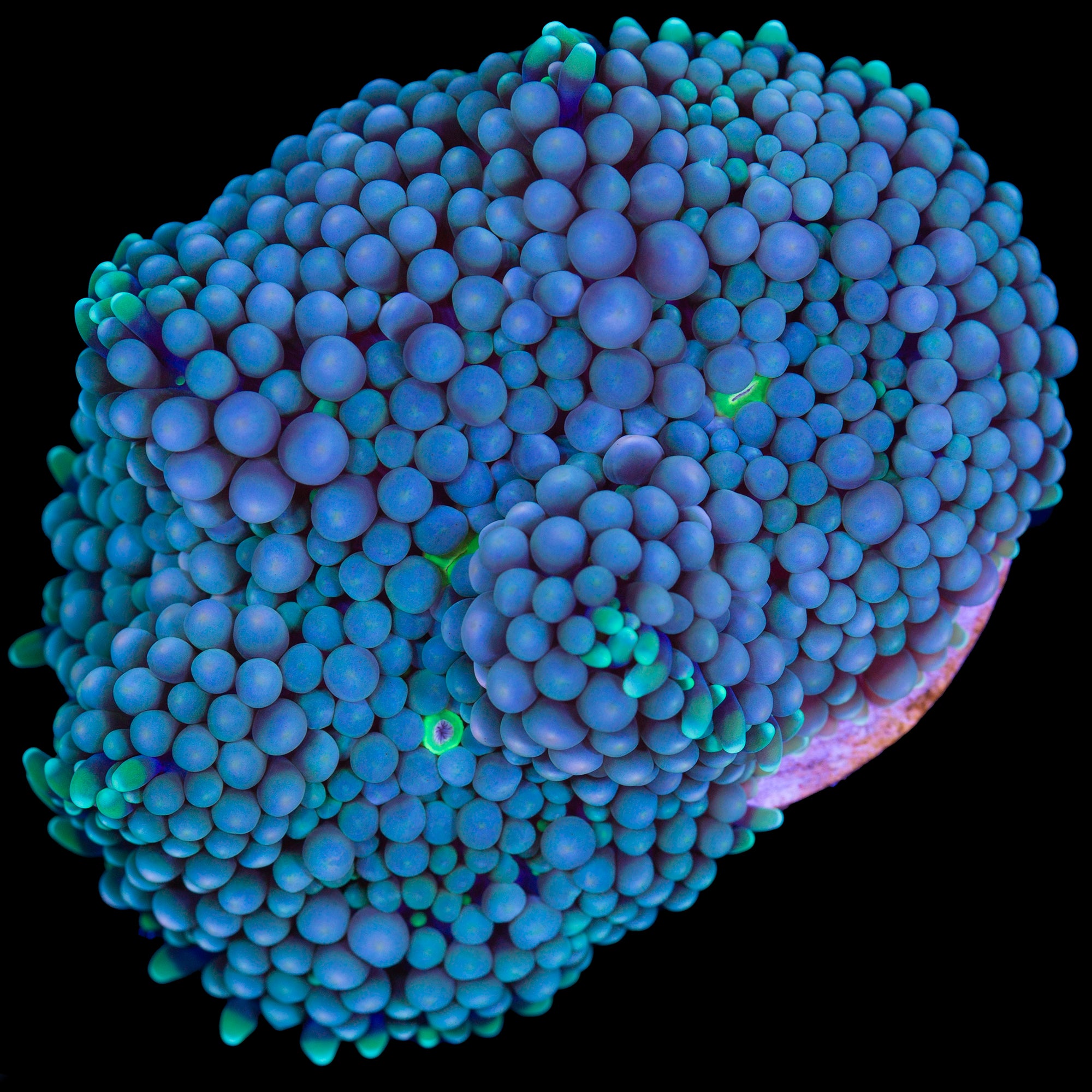 Blue Ricordea Mushroom Coral