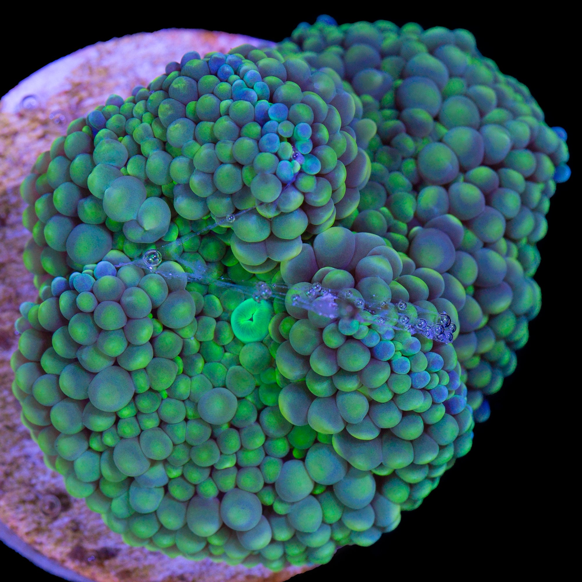 Green Ricordea Mushroom Coral
