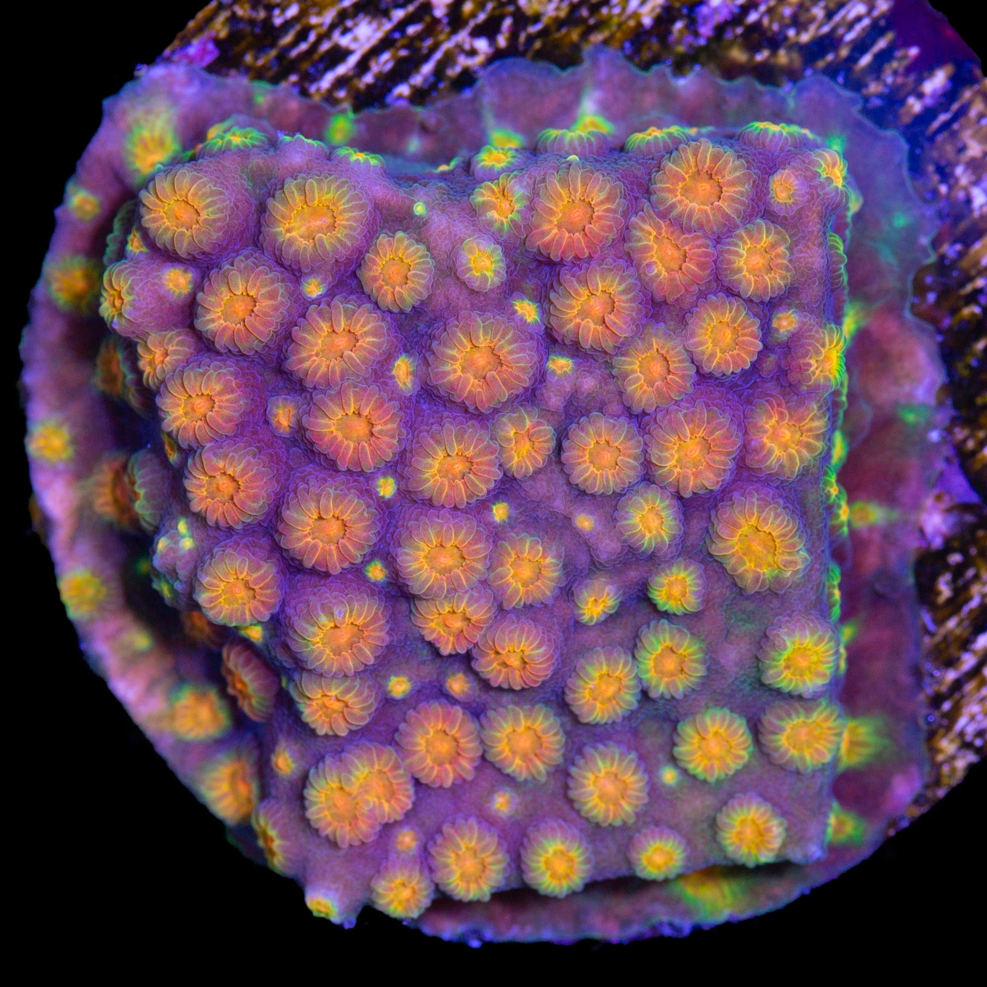 Rainbow Cyphastrea Coral