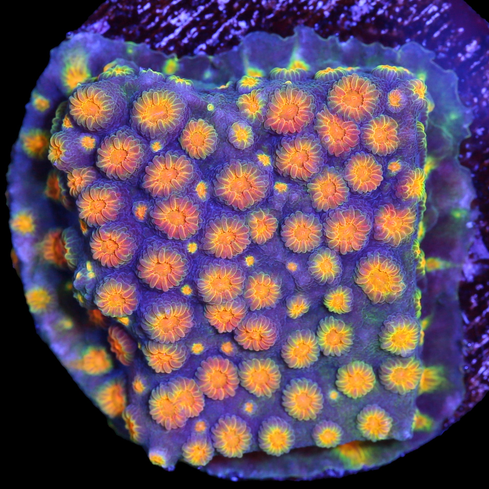 Rainbow Cyphastrea Coral