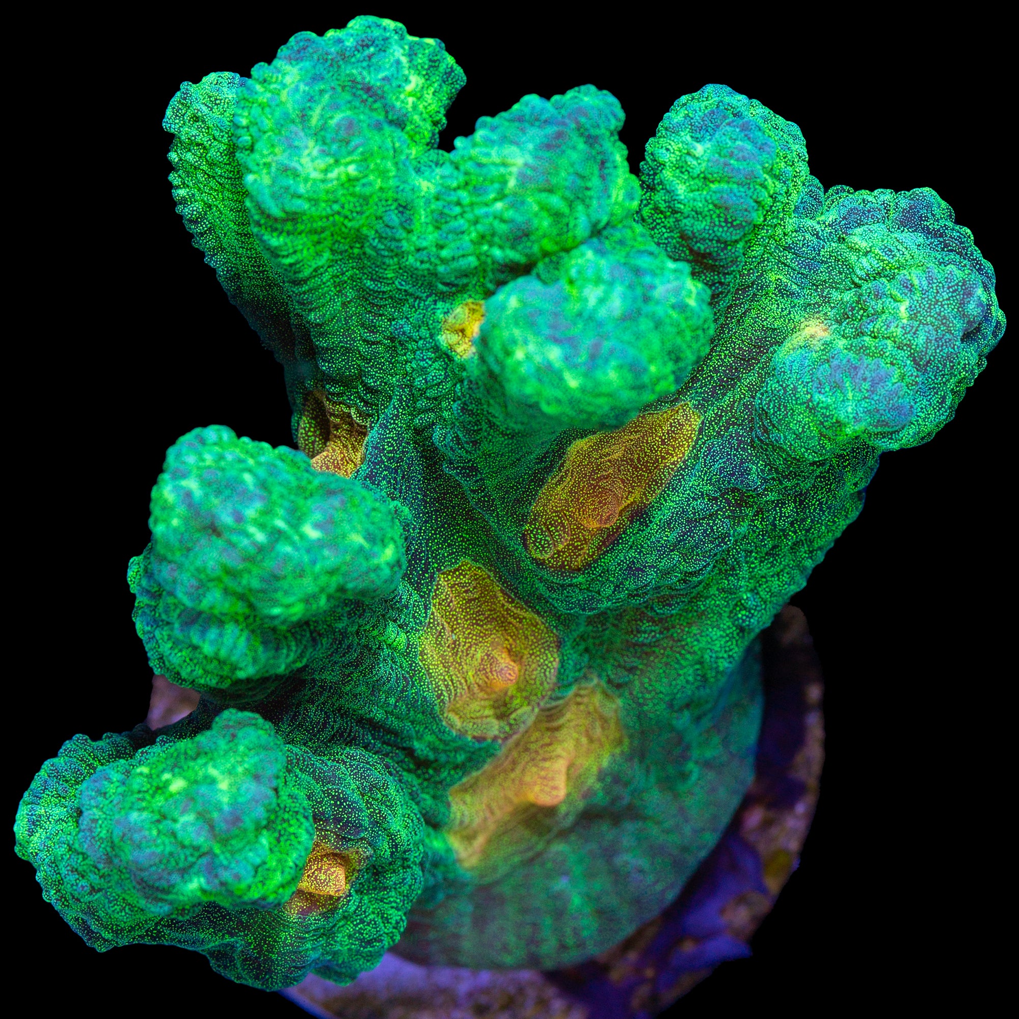 Space Invader Pectinia Coral