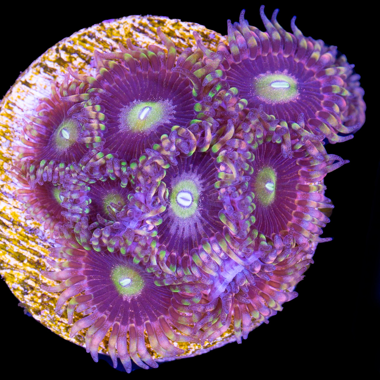 Vivid's Bozo Zoanthid Coral