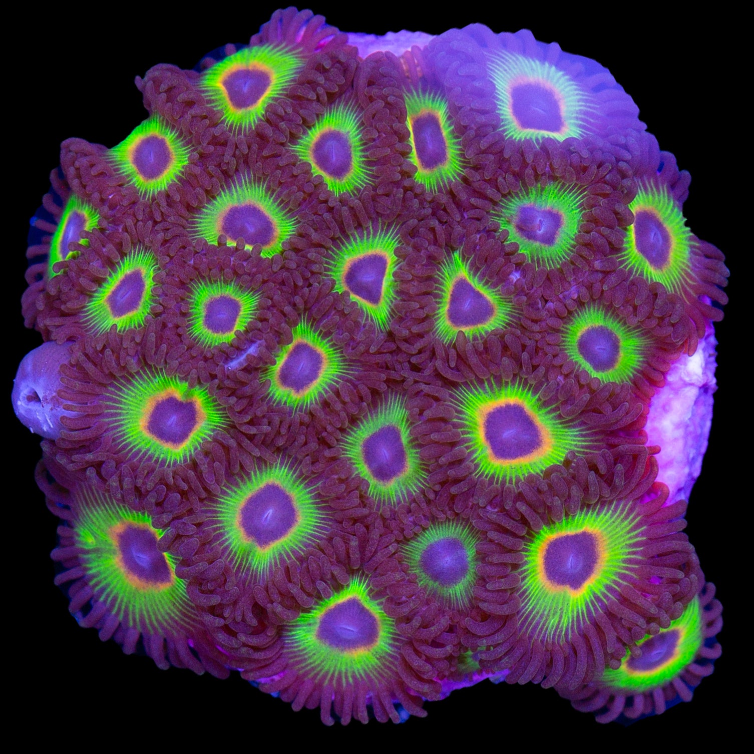 Bob Marley Zoanthids