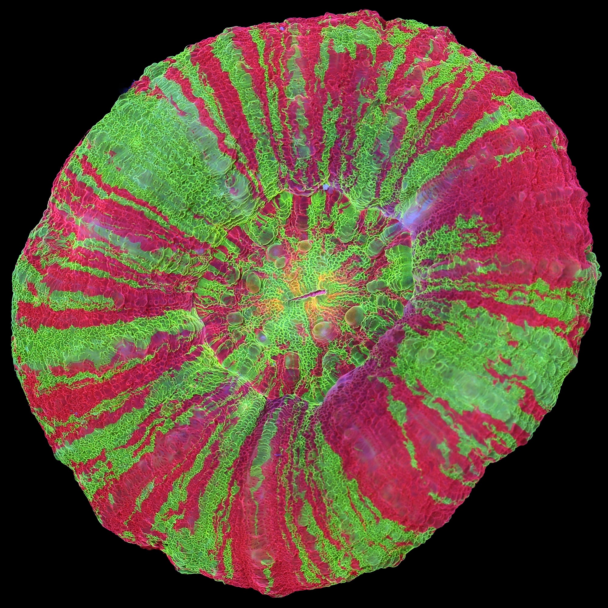 Ultra Bleeding Apple Scolymia Coral