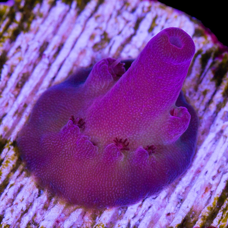 Vivid's Pink Monster Acropora Coral - New Release