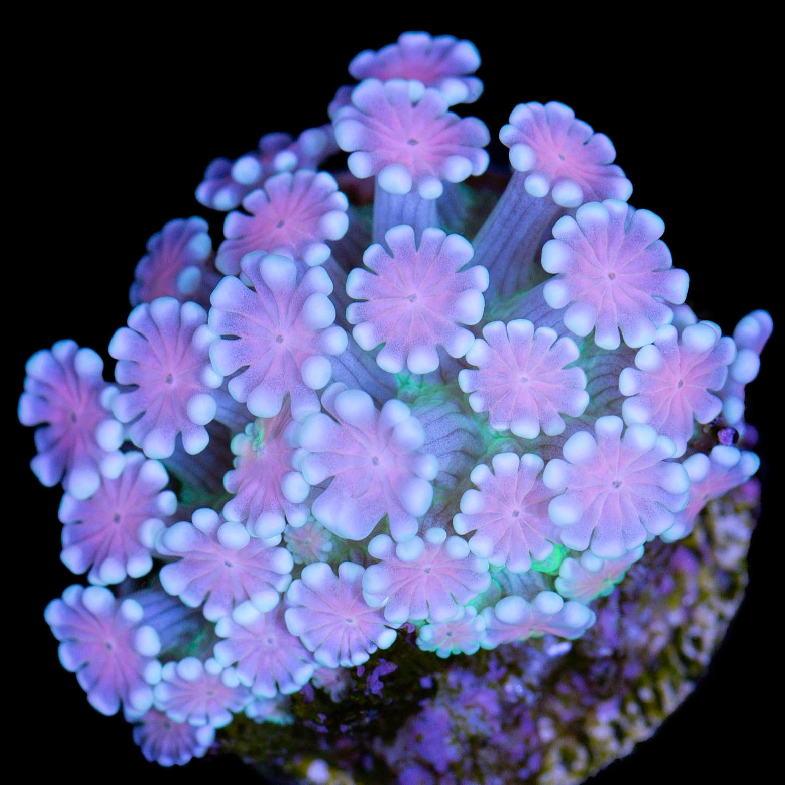 Vivid's Crown Jewels Alveopora Coral