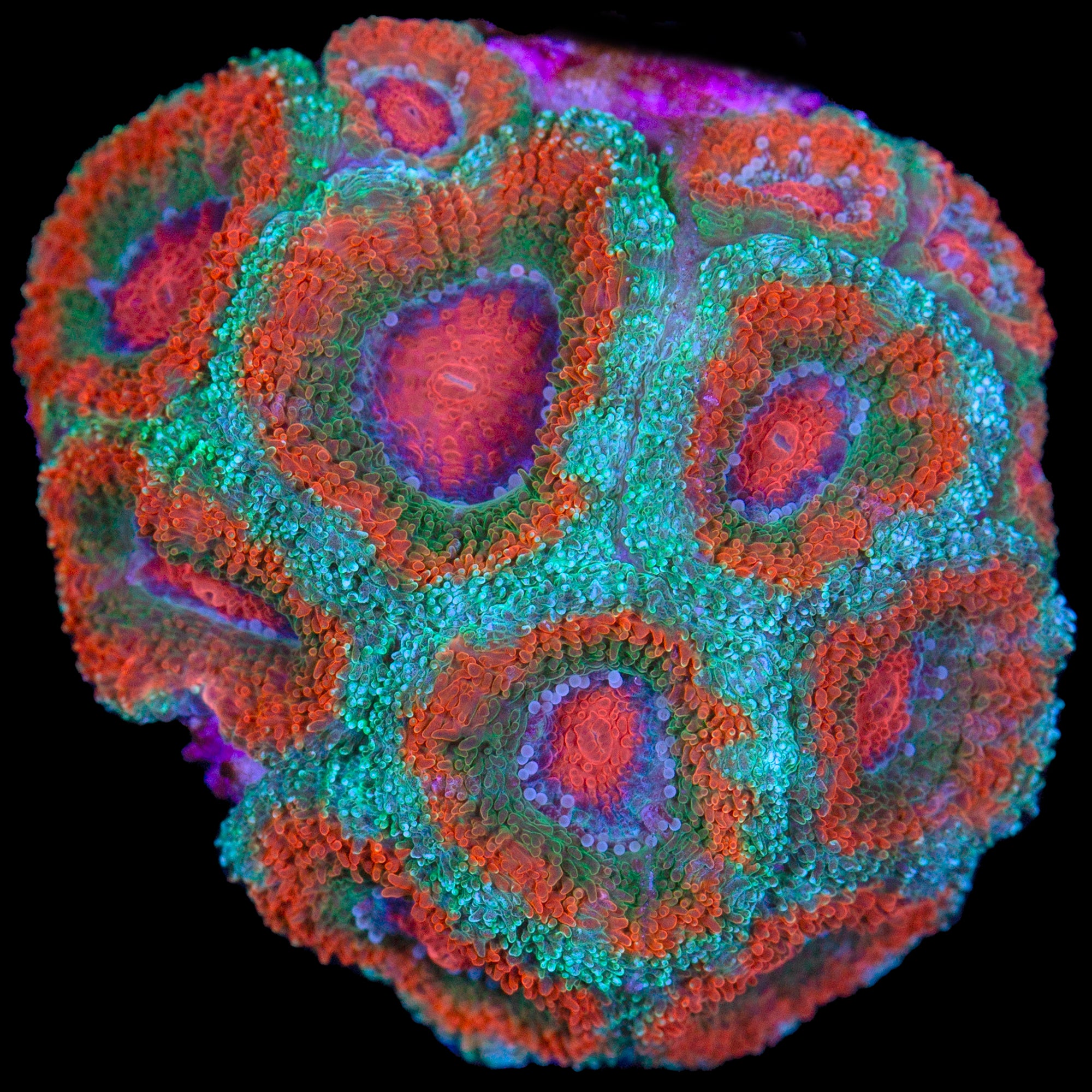 Ring of Fire Micromussa Coral