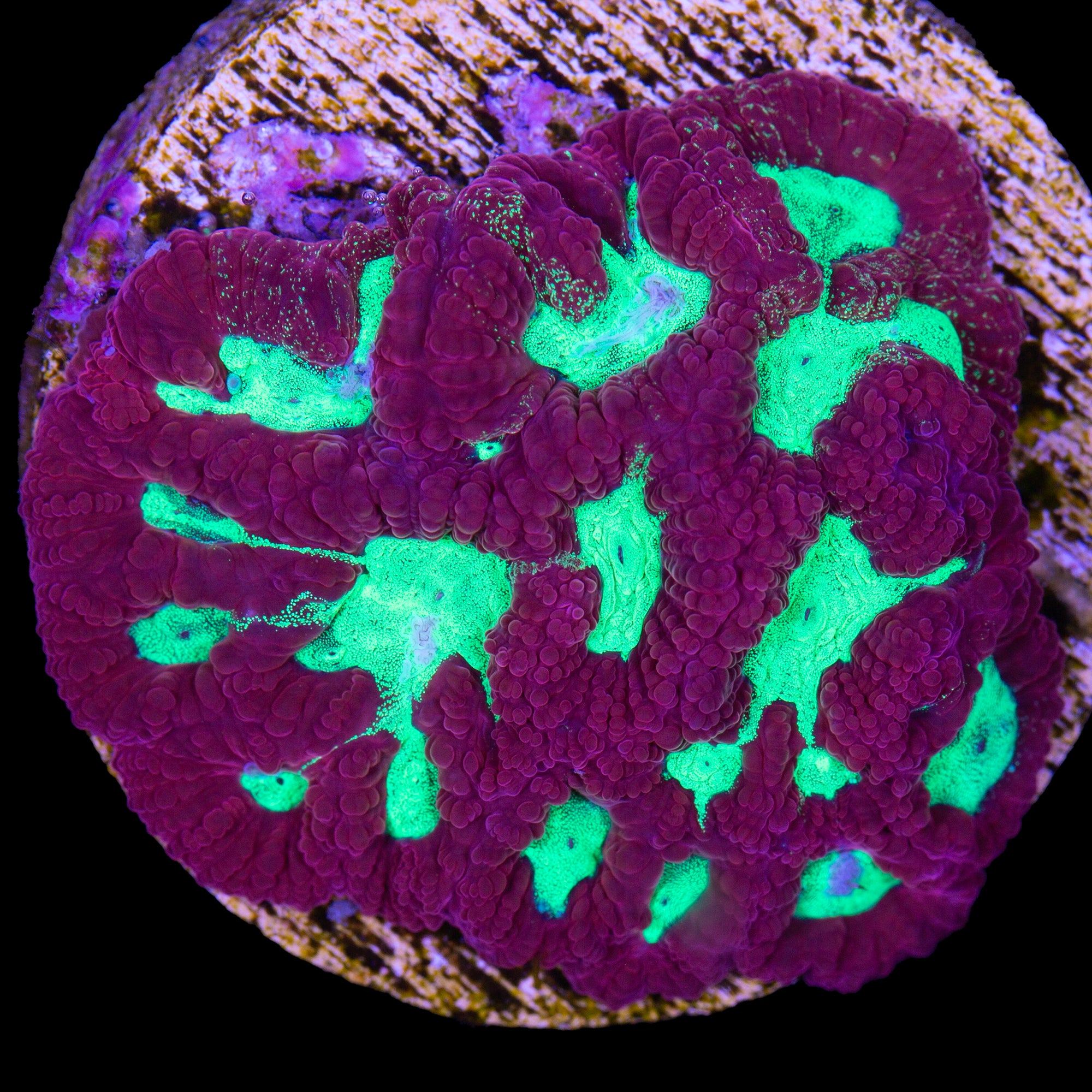 Bleeding Apple Favia Coral