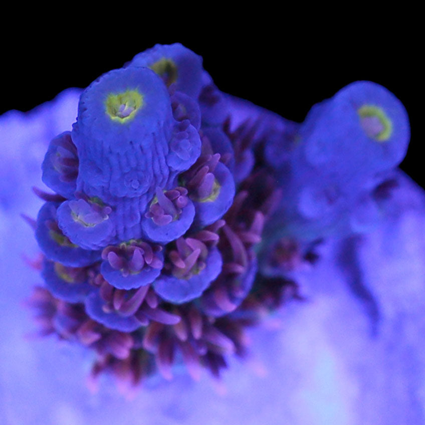 Superbird Acropora Coral