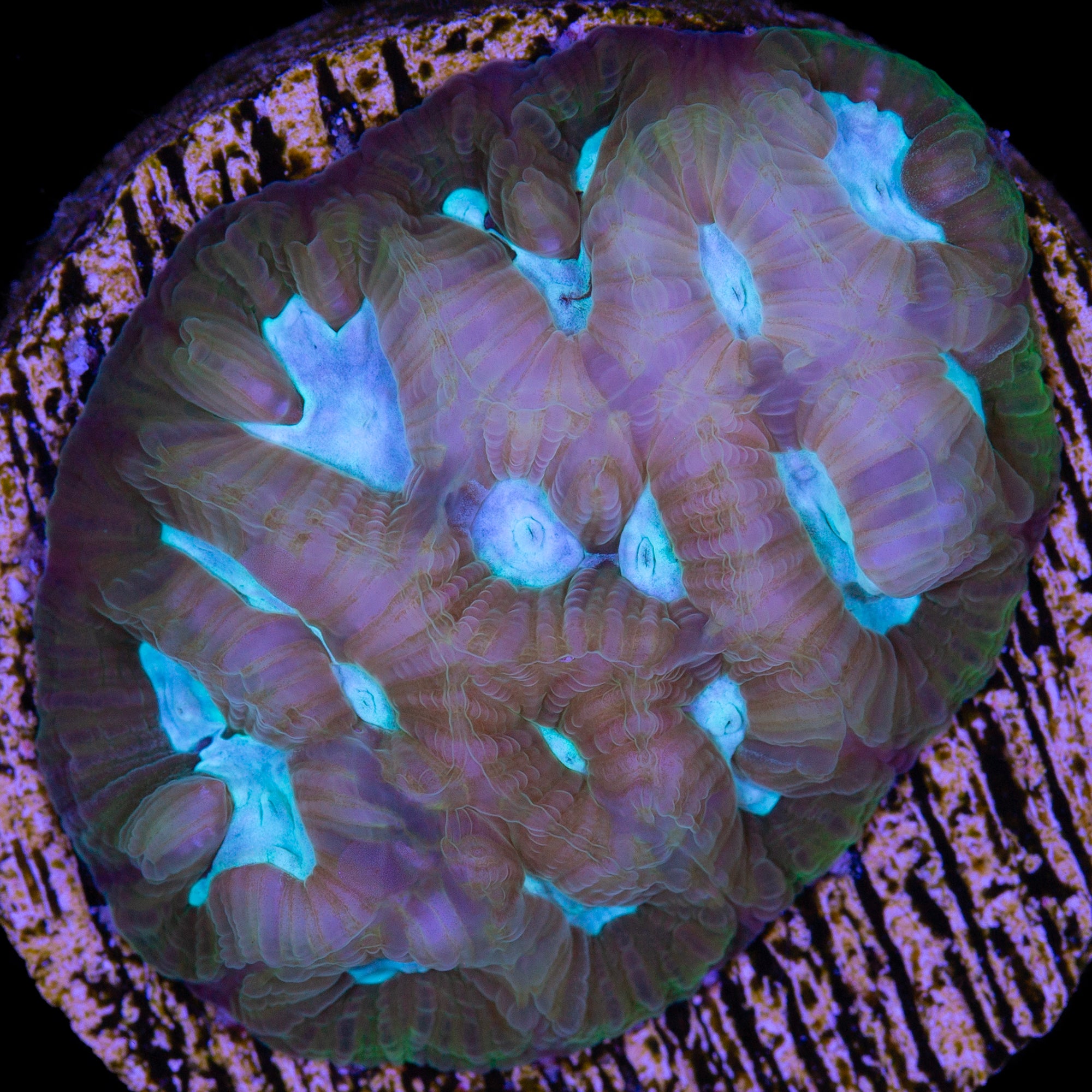 Blue Eye Favia Coral
